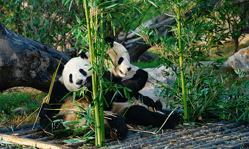 Chengdu