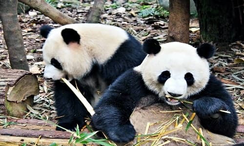 Chengdu Panda Base